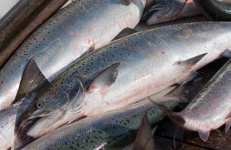 Laxfiskepremiär i Bottenviken