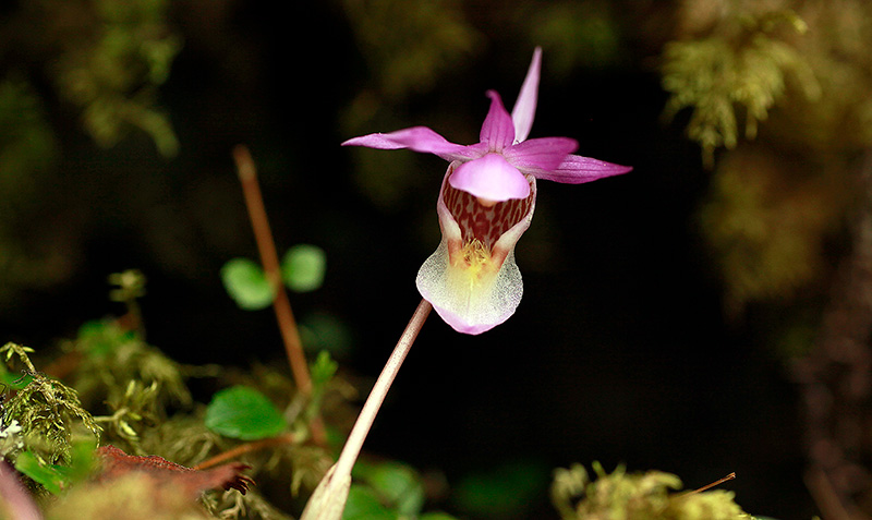 Upplev orkidéer och andra vårblommor i naturreservaten