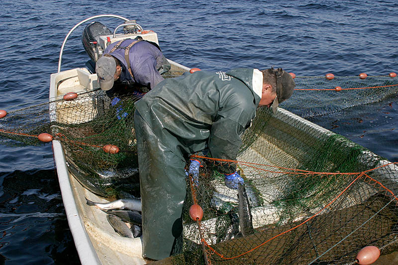 Nya regler för laxfiske
