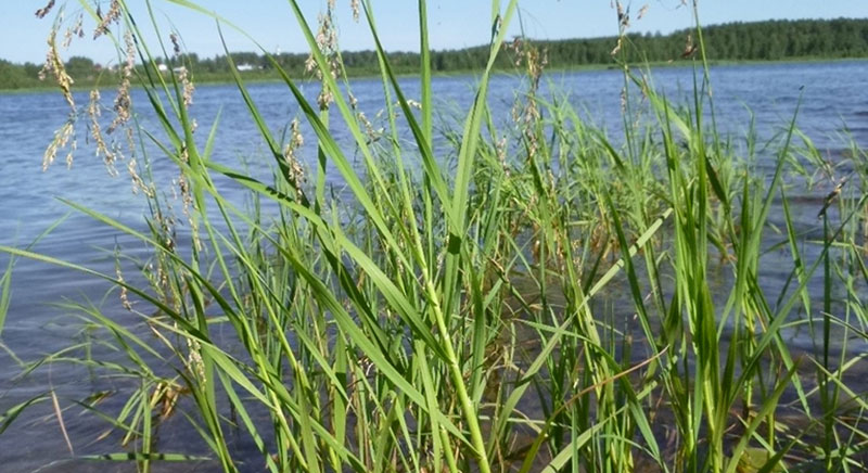 Den sällsynta arten hänggräs växter i Norrbotten och norra Finland