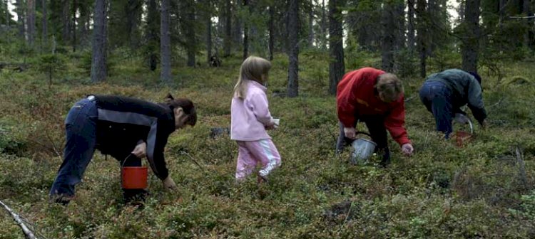 Mellerstön i Piteå skärgård